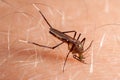 Mosquito biting human skin Royalty Free Stock Photo