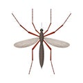 The mosquito is a blood-sucking insect. Top view. Detailed vector illustration isolated on white background Royalty Free Stock Photo