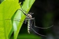 Mosquito Royalty Free Stock Photo