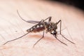 Mosquito Royalty Free Stock Photo
