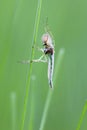 Mosquito (chironomidae) Royalty Free Stock Photo