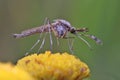 Mosquito chironomidae resting on the grass. Royalty Free Stock Photo