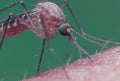 Mosquito close up Royalty Free Stock Photo