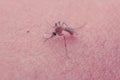 Mosquito close up Royalty Free Stock Photo
