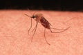 Mosquito close up Royalty Free Stock Photo