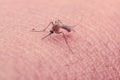 Mosquito close up at skin human Royalty Free Stock Photo