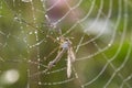 Mosquito in cobweb Royalty Free Stock Photo