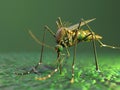 Mosquito crawls along surface, mosquito is seen in this file photo Royalty Free Stock Photo