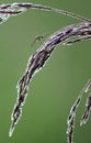 Mosquito (Culex pipiens) female rest on grass flower. Royalty Free Stock Photo