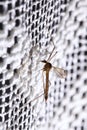 Mosquito (Culex pipiens) sitting Royalty Free Stock Photo