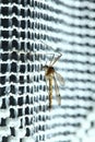 Mosquito (Culex pipiens) sitting Royalty Free Stock Photo