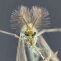 Mosquito Culicidae Macro Close Up on an gray background. Macro stacking image