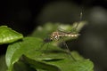 Mosquito, Culicidae, NCBS, Bangalore , India