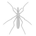 Mosquito