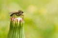 Mosquito on a dandelion