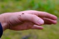 Mosquito dead on hand.