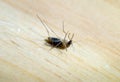 Mosquito dead on the wooden table Royalty Free Stock Photo