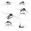 Mosquito of Dengue Royalty Free Stock Photo