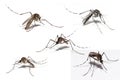 Mosquito of Dengue Royalty Free Stock Photo