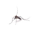 Mosquito of Dengue - Aedes Aegipty