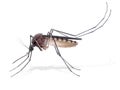 Mosquito Royalty Free Stock Photo