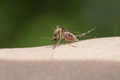 A mosquito drinks blood on its hand