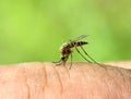 Mosquito drinks blood - macro shot