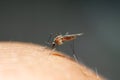 Mosquito drinks the blood of the person causing itching