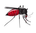 Mosquito drinks blood on white background.
