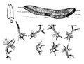 Mosquito Eggs and Larvae, vintage illustration