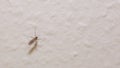 Mosquito (familiy Culicidae) sitting on the wall