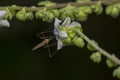 Mosquito feeding on flower nector