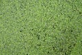 Mosquito fern background, Water fern pattern