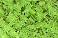 Mosquito fern, fairy moss, freshwater aquatic Azolla