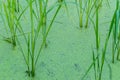 Mosquito fern, Water fern,water wolffia, green weed in the paddy rice field