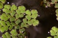 Mosquito ferngenus Azolla is species of aquatic ferns under the microscope.