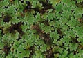 Mosquito ferns;aquatic ferns Royalty Free Stock Photo