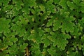 Mosquito ferns;aquatic ferns Royalty Free Stock Photo