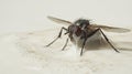 mosquito fly stuck milk Royalty Free Stock Photo