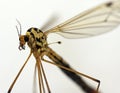 Mosquito bloodsucking insect Royalty Free Stock Photo