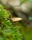 Mosquito on forrest mushroom Royalty Free Stock Photo