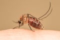 Mosquito with Full of fresh bloods Royalty Free Stock Photo