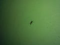 Mosquito with green background danger