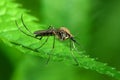 Mosquito on green leaf Royalty Free Stock Photo