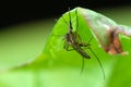 Mosquito on green leaf Royalty Free Stock Photo