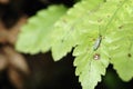 Mosquito and green leaf Royalty Free Stock Photo