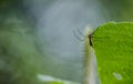 Mosquito on green leaf. Royalty Free Stock Photo