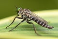Mosquito on green leaf Royalty Free Stock Photo