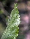 A mosquito on a green leaf.