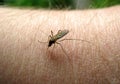 Mosquito on a hand